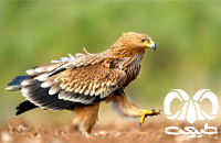 گونه عقاب شاهی Eastern Imperial Eagle